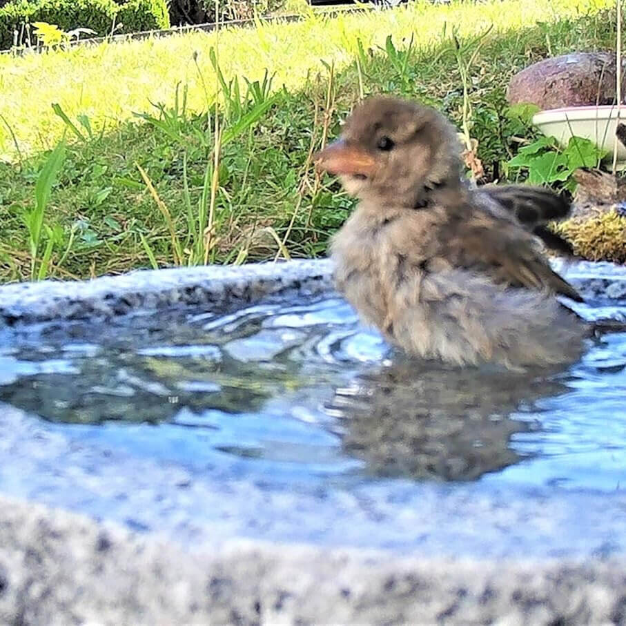 Vogeltränken Granit