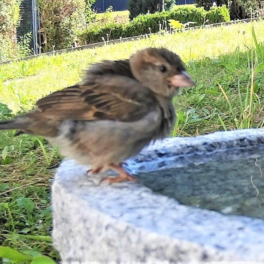 Vogeltränke aus Granit
