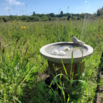 Vogeltränke aus Stein - Vignette | VogelH2O
