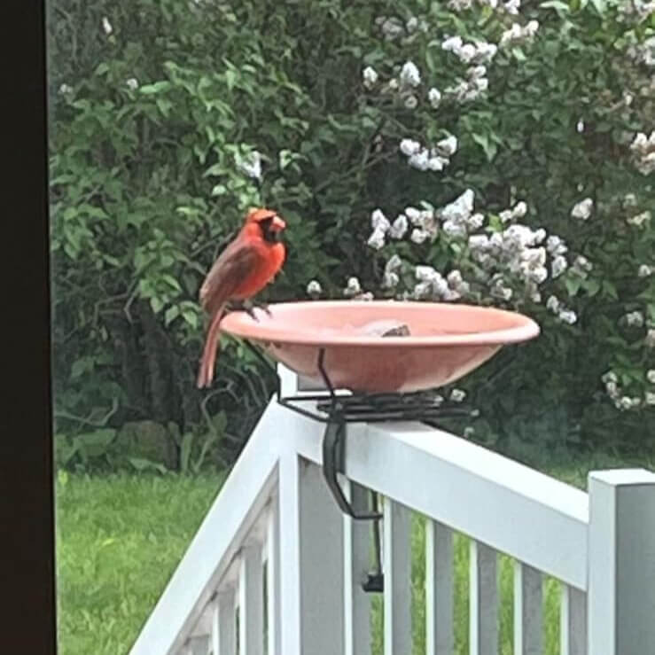Vogeltränke für Balkon