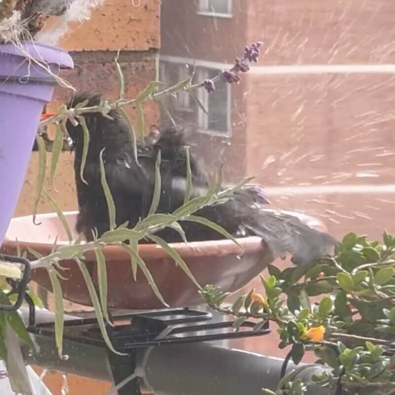 Vogeltränke für Balkon