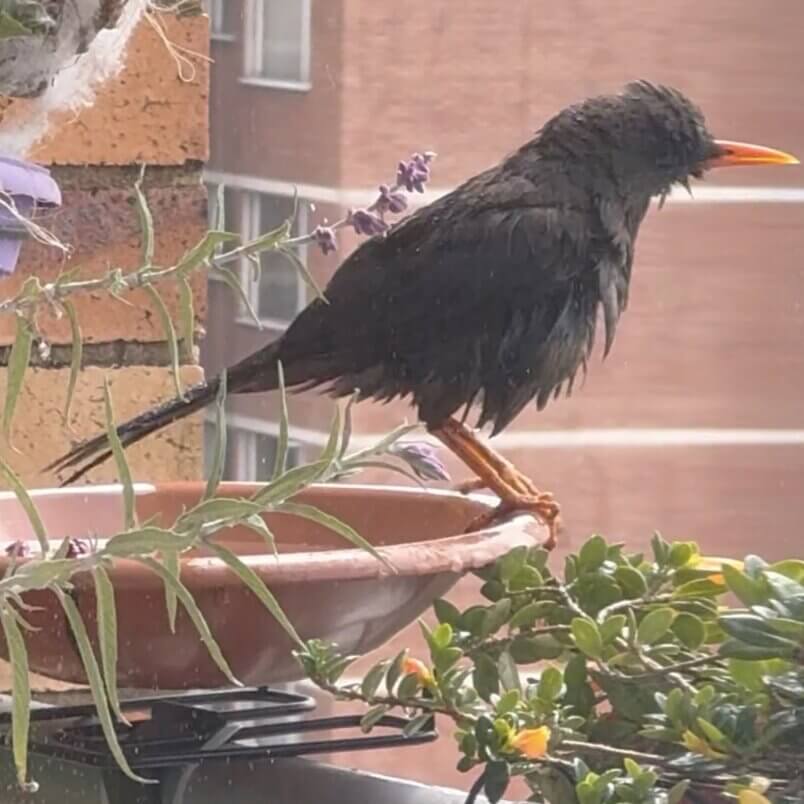 Vogeltränke für Balkon