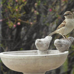 Vogeltränke Stein Stehend - Vignette | VogelH2O
