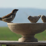Vogeltränke Stein Stehend - Vignette | VogelH2O