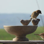 Vogeltränke Stein Stehend - Vignette | VogelH2O
