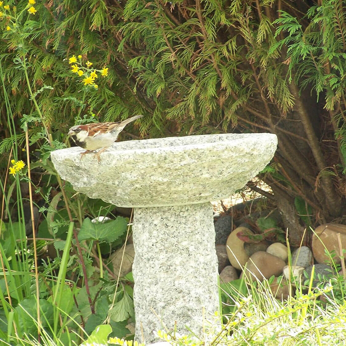 Vogeltränken Granit